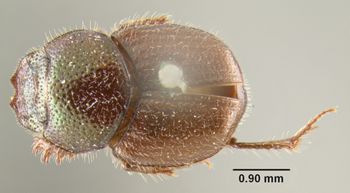 Media type: image;   Entomology 34130 Aspect: habitus dorsal view